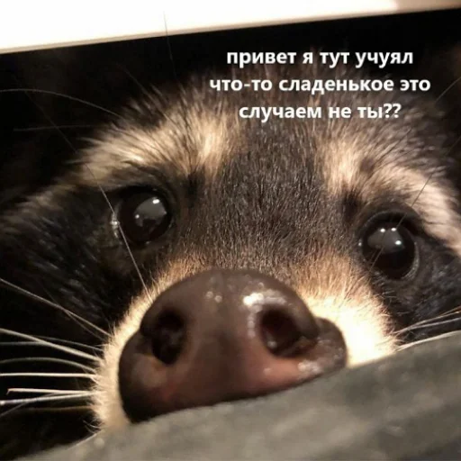 😍 Стикер «fluffy ambulance» для Telegram