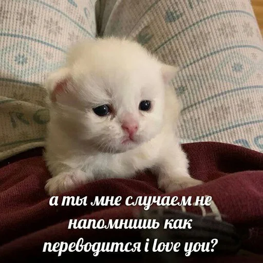 ❤️ Стикер «пушистые мемы» для Telegram
