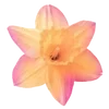 🌟 Эмодзи «🌟 Цветы» для Telegram