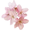 💐 Эмодзи «🌟 Цветы» для Telegram