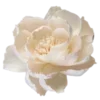 🌼 Эмодзи «🌟 Цветы» для Telegram