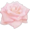 🤩 Эмодзи «🌟 Цветы» для Telegram