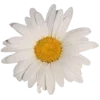 🌼 Эмодзи «🌟 Цветы» для Telegram