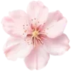 🌸 Эмодзи «🌟 Цветы» для Telegram