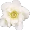 🌟 Эмодзи «🌟 Цветы» для Telegram