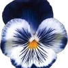 🌟 Эмодзи «🌟 Цветы» для Telegram