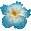 🤩 Эмодзи «🌟 Цветы» для Telegram