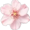 🌟 Эмодзи «🌟 Цветы» для Telegram