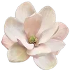 🤩 Эмодзи «🌟 Цветы» для Telegram