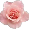🌟 Эмодзи «🌟 Цветы» для Telegram