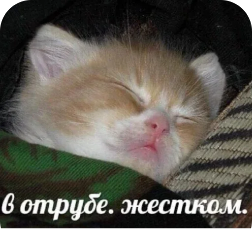😵 Стикер «FockingLife» для Telegram