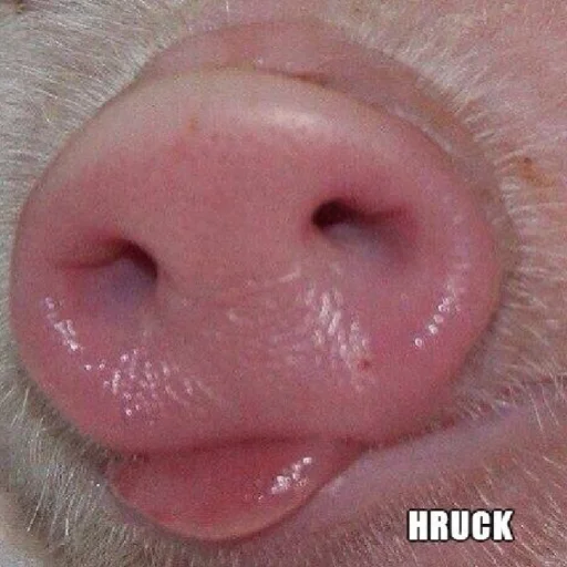🐷 Стикер «FockingLife» для Telegram