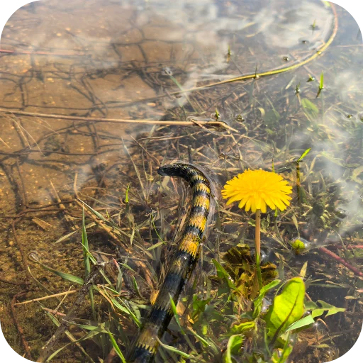 🏞 Стикер «Природа» для Telegram