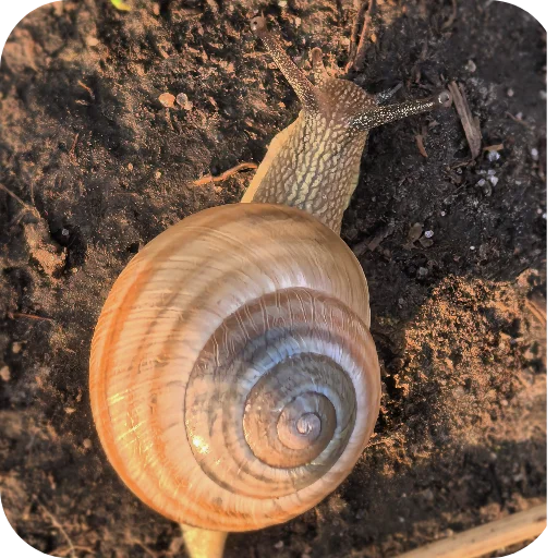 🐌 Стикер «Природа» для Telegram