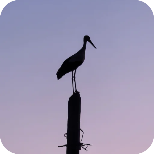🕊 Стикер «Природа» для Telegram