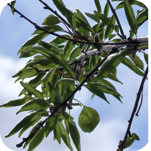 🍃 Стикер «Природа» для Telegram