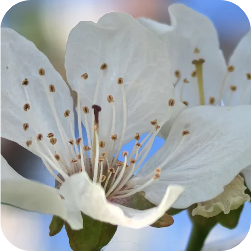 🌸 Стикер «Природа» для Telegram