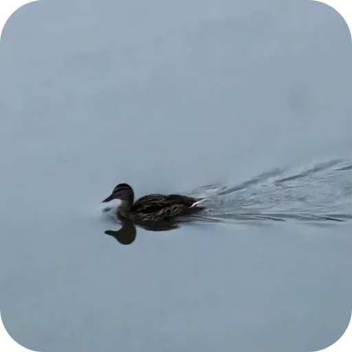 🦆 Стикер «Природа» для Telegram