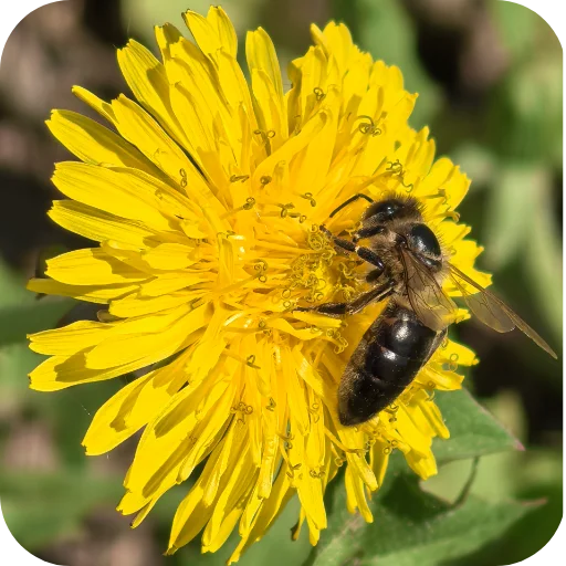 🐝 Стикер «Природа» для Telegram