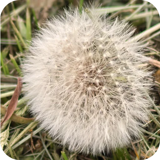 🍀 Стикер «Природа» для Telegram