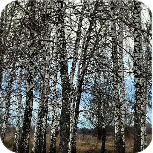 🍂 Стикер «Природа» для Telegram