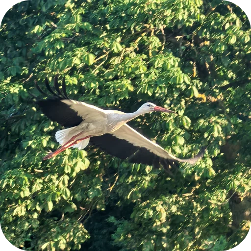 🪶 Стикер «Природа» для Telegram