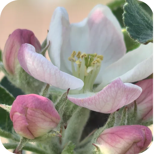🌺 Стикер «Природа» для Telegram