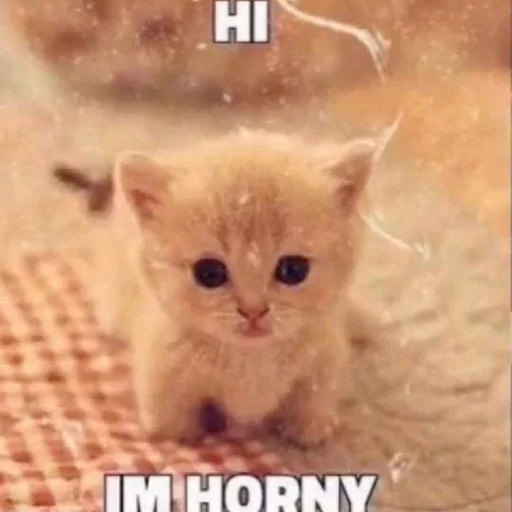 🥵 Стикер «Вселенная котиков» для Telegram