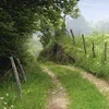 💚 Эмодзи «Лесная Сказка» для Telegram