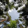 ☁️ Эмодзи «Лесная Сказка» для Telegram