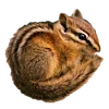 🐿️ Эмодзи «Лесная Сказка» для Telegram