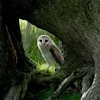 🦉 Эмодзи «Лесная Сказка» для Telegram