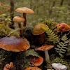 🍄 Эмодзи «Лесная Сказка» для Telegram