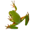 🐸 Эмодзи «Лесная Сказка» для Telegram
