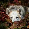 🐺 Эмодзи «Лесная Сказка» для Telegram