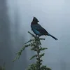 🐦‍⬛ Эмодзи «Лесная Сказка» для Telegram