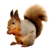 🐿️ Эмодзи «Лесная Сказка» для Telegram