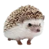 🦔 Эмодзи «Лесная Сказка» для Telegram