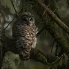 🦉 Эмодзи «Лесная Сказка» для Telegram