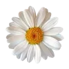 🌼 Эмодзи «Лесная Сказка» для Telegram