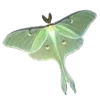 🦋 Эмодзи «Лесная Сказка» для Telegram