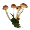 🍄 Эмодзи «Лесная Сказка» для Telegram