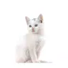 ❓ Эмодзи «Forever cute - рандомные милые эмоджи» для Telegram