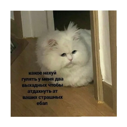 🥺 Стикер «For every occasion 2» для Telegram