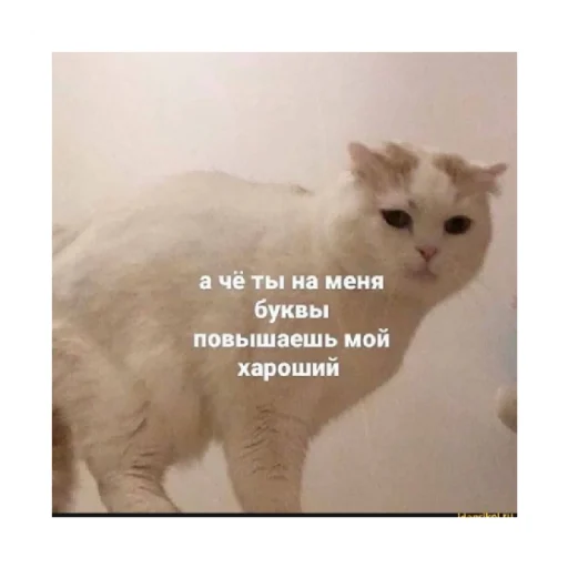 🥺 Стикер «For every occasion 2» для Telegram