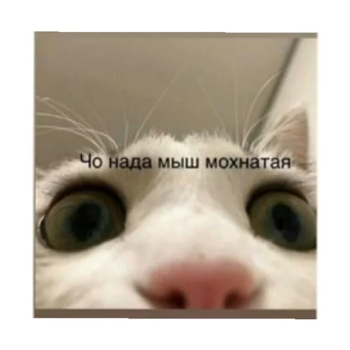 👀 Стикер «For every occasion 2» для Telegram