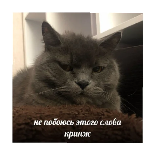 😑 Стикер «For every occasion 2» для Telegram