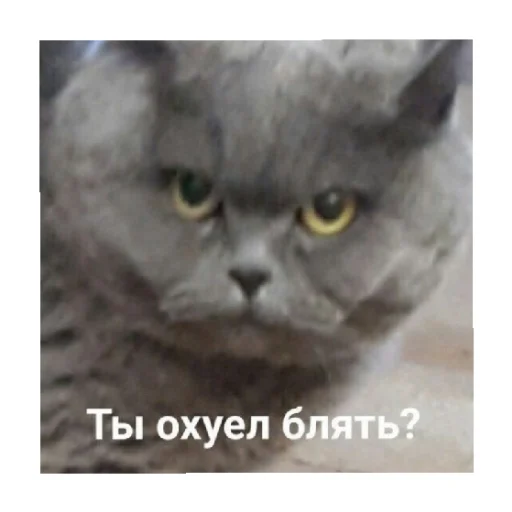 😡 Стикер «For every occasion 2» для Telegram