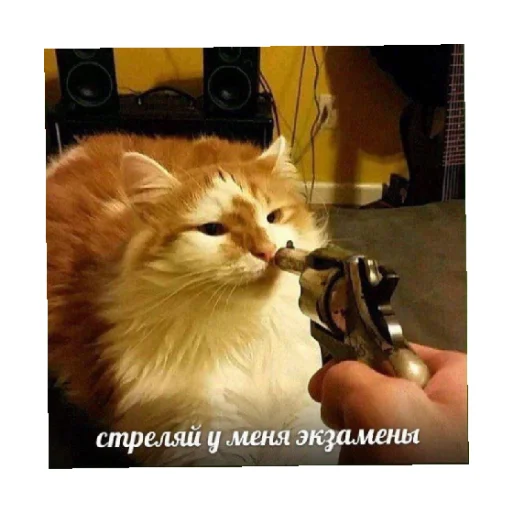 🔫 Стикер «For every occasion 2» для Telegram