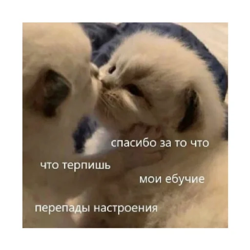 👀 Стикер «For every occasion 2» для Telegram